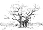 BaobabTreePrint1A0A1A3A4Landscape_HiRes