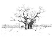 BaobabTreePrint1