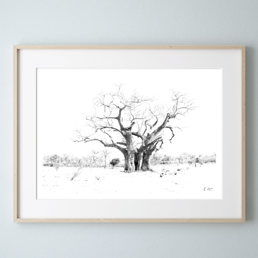Baobaba-Print-1-Landscape-Frame