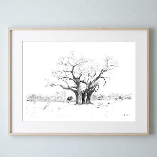 Baobaba or Tree of Life 
Print