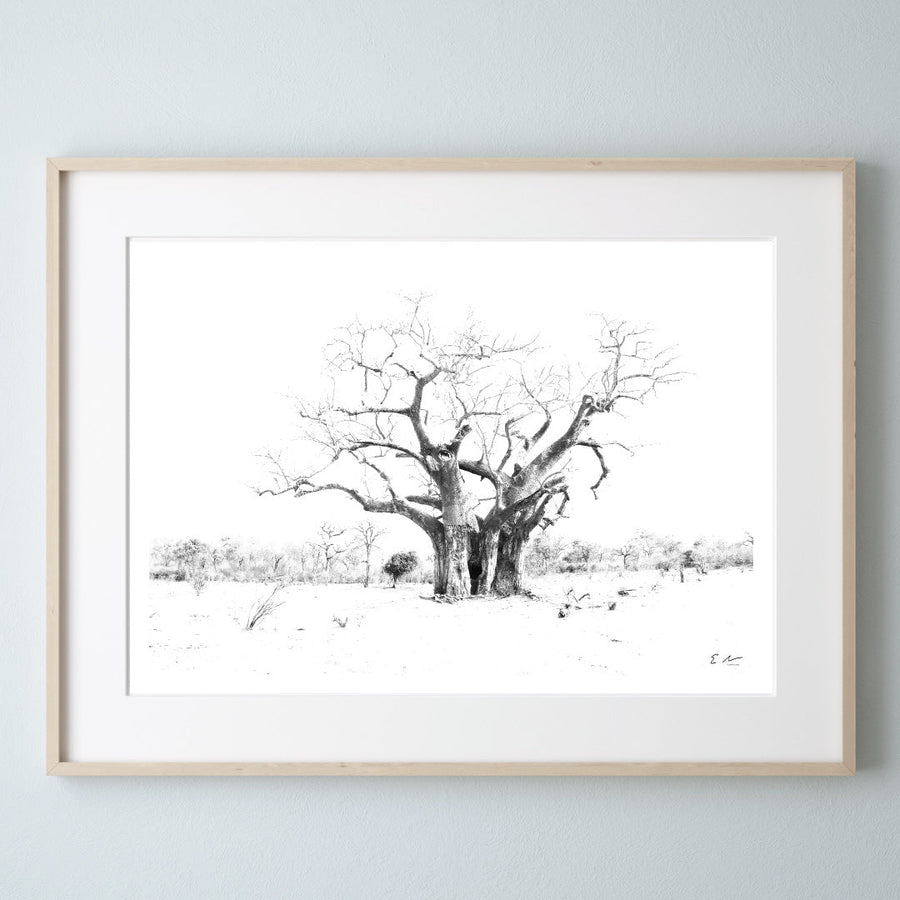 Baobaba or Tree of Life 
Print