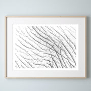 Elephant Skin Hide Print 4