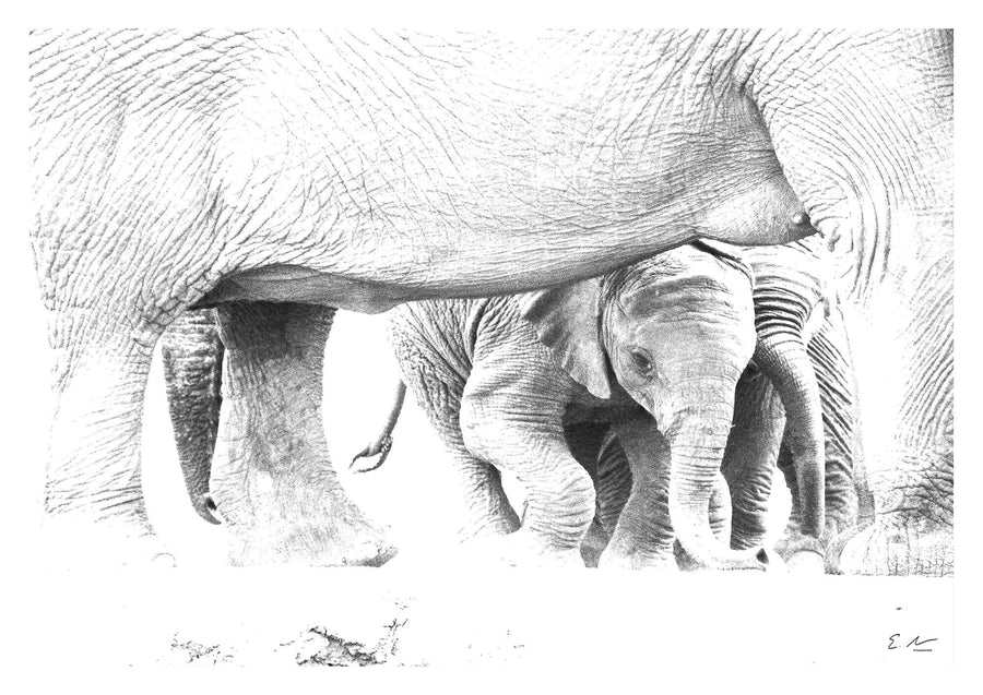 Elephant Baby Print 2