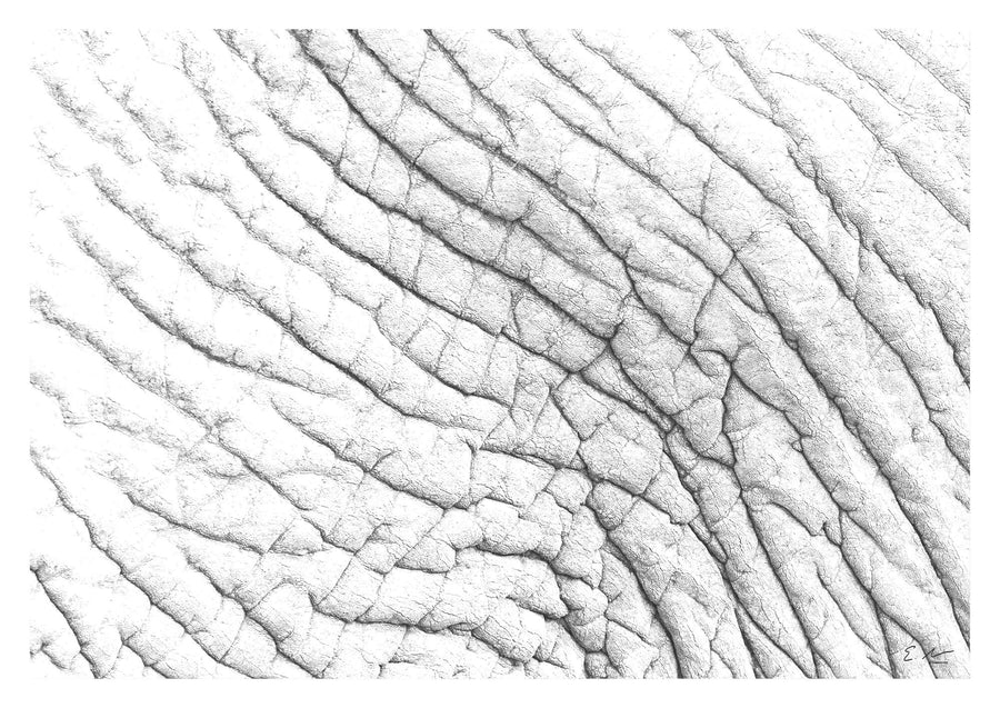 Elephant Skin Hide Print 4