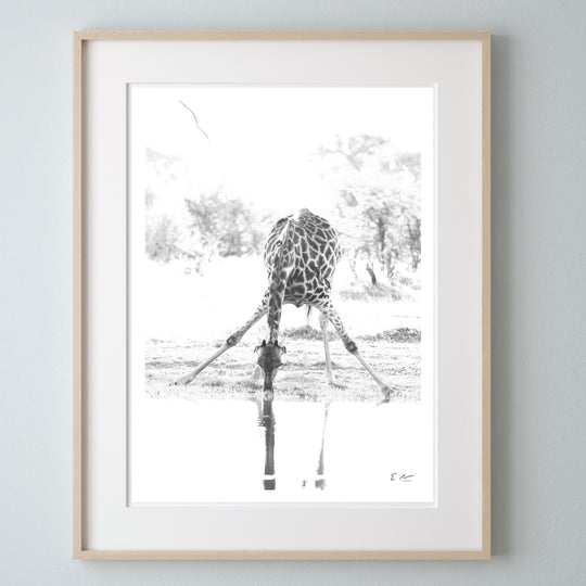 Giraffe Drinking Print 3