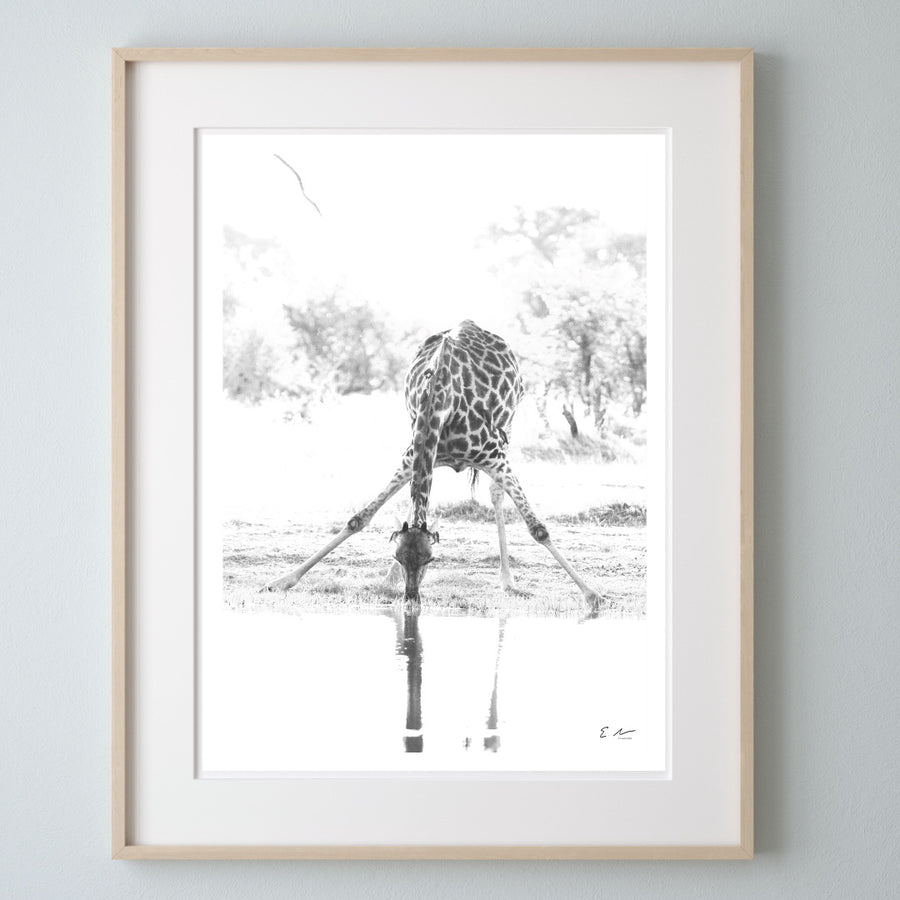 Giraffe Drinking Print 3