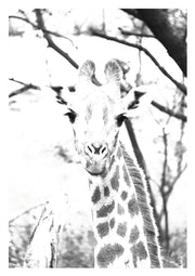 Giraffe Print 1