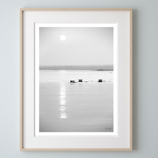 Hippo Sunset Print 1