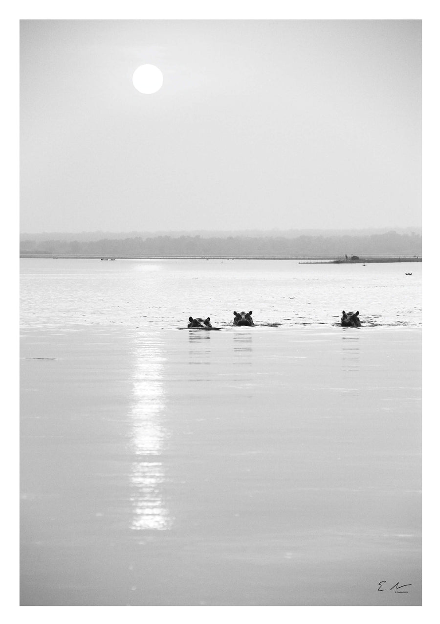 Hippo Sunset Print 1