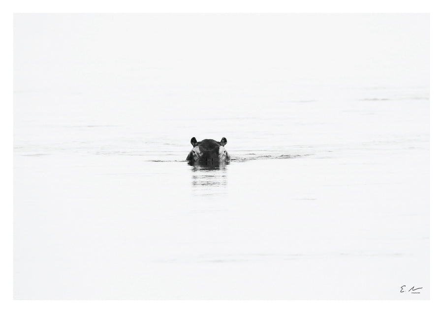 Hippo Water Sunset Print 2