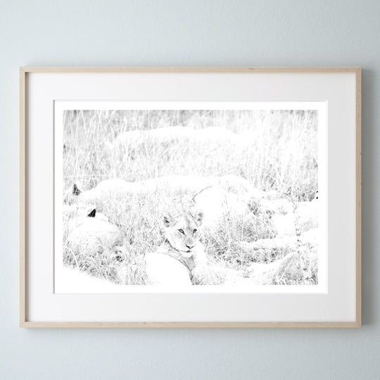 Lion Cub Print 3