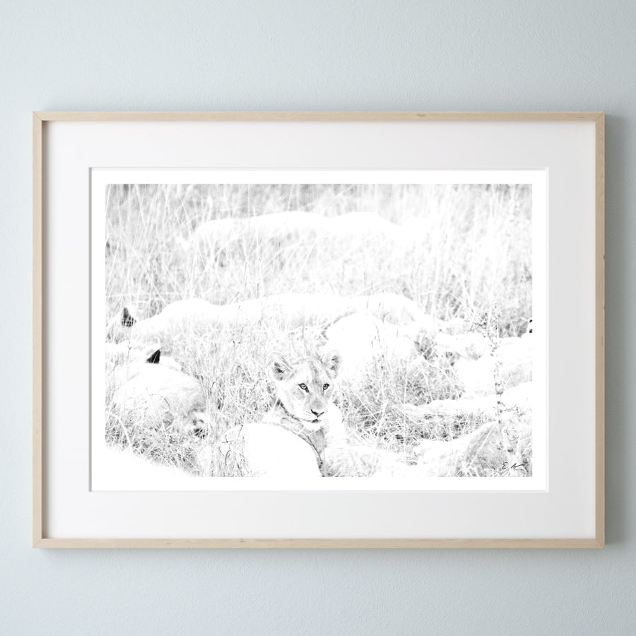Lion Cub Print 3