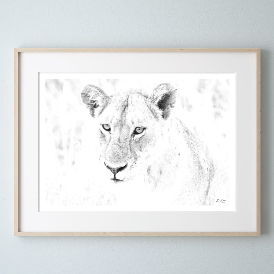 Lioness Print 4