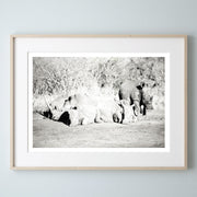 Rhino Prints - Crash 1