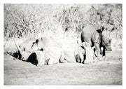 Rhino Prints - Crash 1