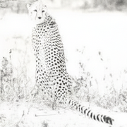 Framed artwork of a cheetah