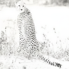 Framed artwork of a cheetah