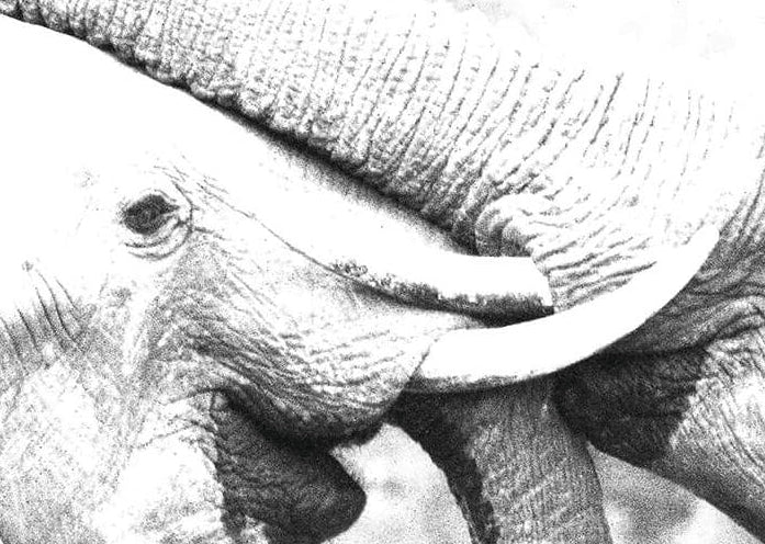 Two elephants interacting with each other in a natural setting