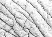 Elephant Skin Hide Print 4