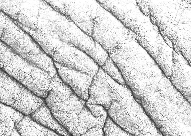 Elephant Skin Hide Print 4