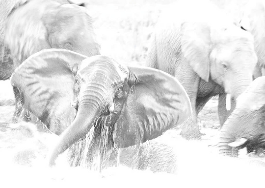 Elephant Water Print 3