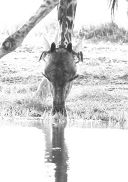 Giraffe Drinking Print 3