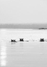 Hippo Sunset Print 1