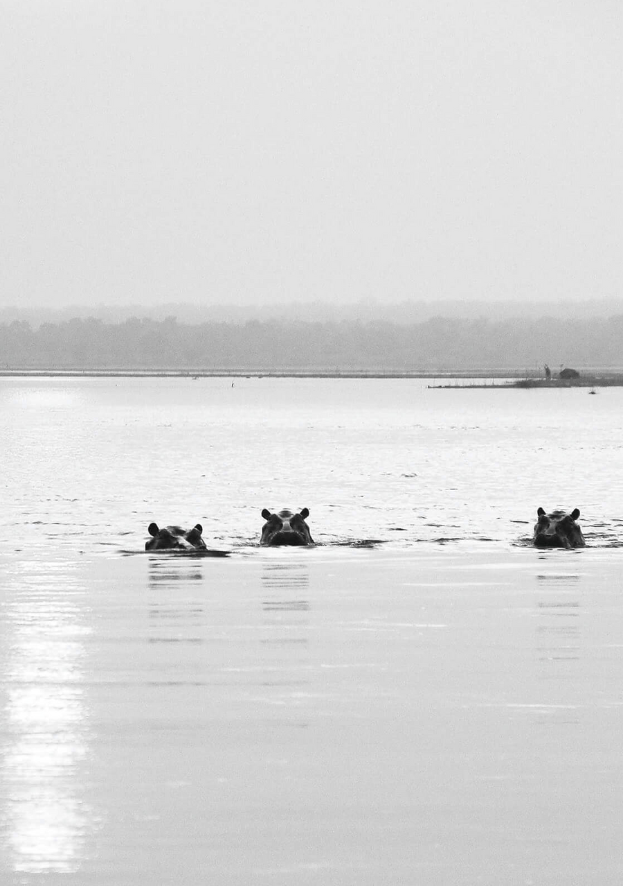 Hippo Sunset Print 1