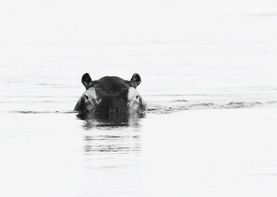Hippo Water Sunset Print 2
