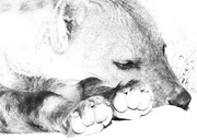Hyena Prints 1