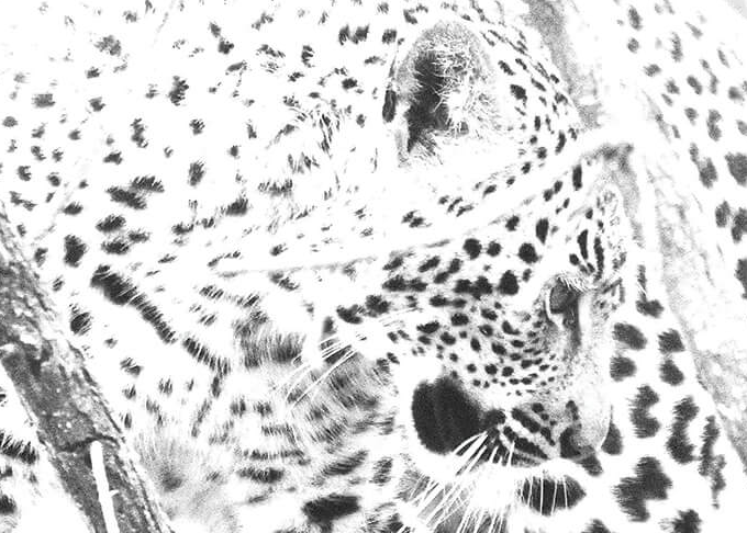 Leopard Cub Print 3