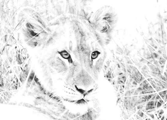 Lion Cub Print 3