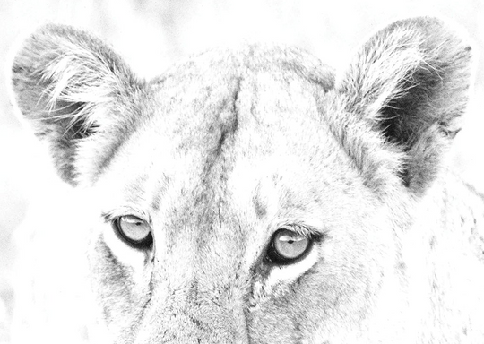 Lioness Print 4