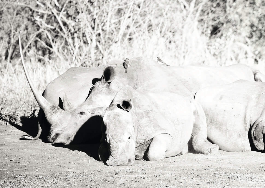 Rhino Prints - Crash 1