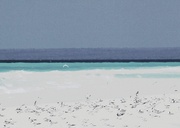 Sea Water Birds Print 2