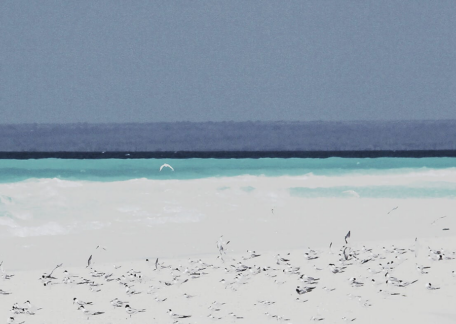 Sea Water Birds Print 2