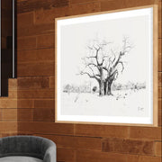 Framed black and white artwork of a Baobon a wooden wall above a Baobab Tree Tree of Life