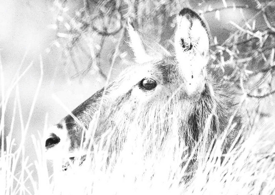 Water Buck Print 2