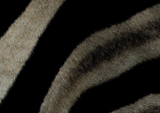Zebra Print - Skin Hide