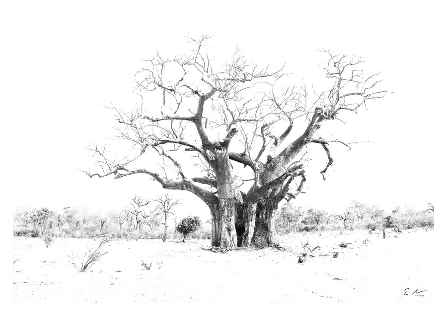 Baobab Tree Print 1