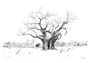 Baobab Tree Print 1