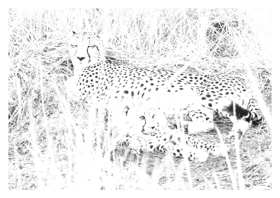 Cheetah Cub Print 2