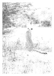 Cheetah Print 1