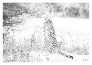 Cheetah Print 3