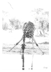Giraffe Drinking Print 3