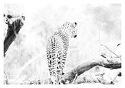 Leopard Cub Print 1