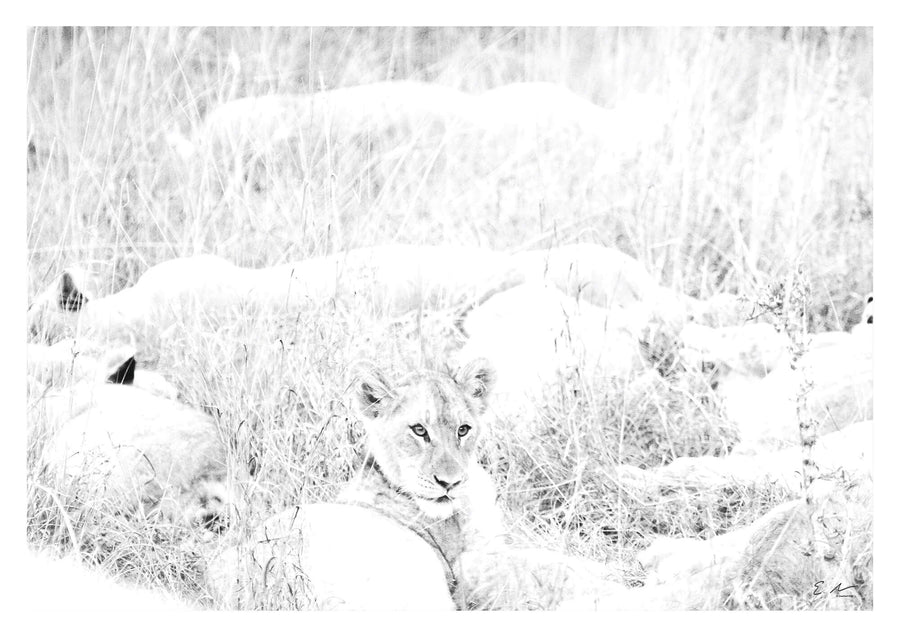 Lion Cub Print 3