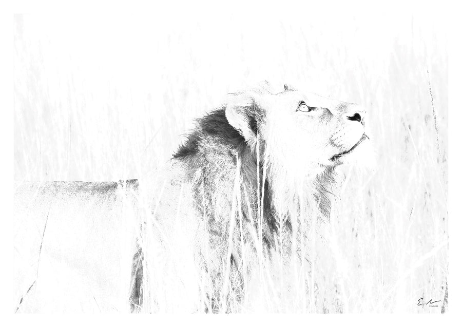 Lion Prints 1