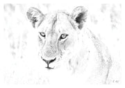 Lioness Print 4