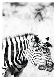Zebra Print 2
